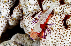 Banda Sea 2018 - DSC06489_rc - emperor partner shrimp - Crevette imperiale - Zenopontonia rex